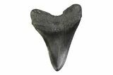 Fossil Megalodon Tooth - South Carolina #341376-1